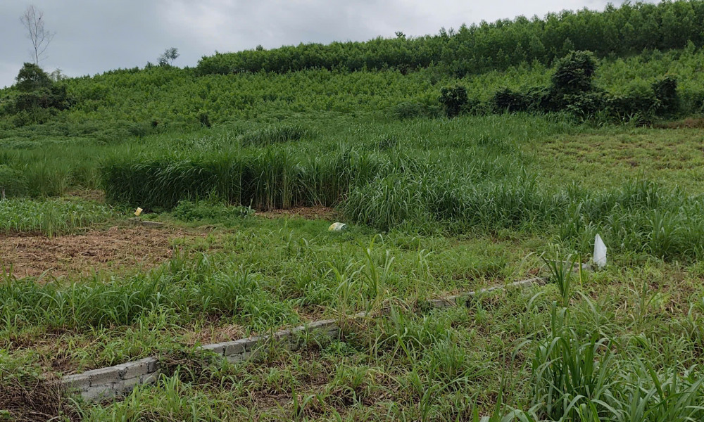 🏡 BÁN ĐẤT 5.000 m² – THỔ CƯ 2.200 m² + VƯỜN 2.800 m² – THANH HÓA